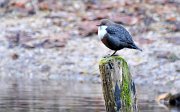 2010-10-30_6015 Wasseramsel 1